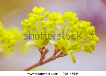 Abstract blurred floral background. Full blooming and first leafs of forest tree. Spring, feast, celebration and beautiful flower decoration concept. Closeup with soft selective focus. Toned