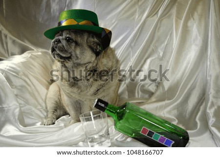 the dog a pug celebrates a St. Patrick's Day