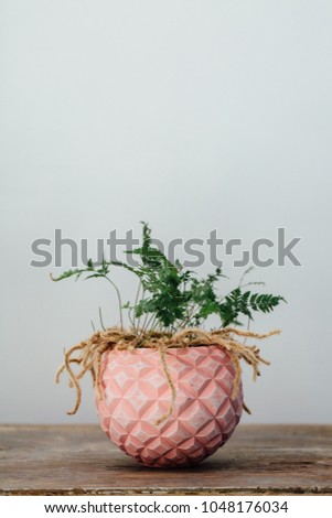 davalia humata fern on a wooden table in a pink pot against the wall background.