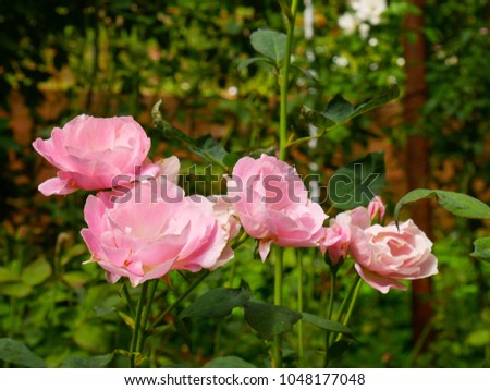 The four pink roses in the green garden background.