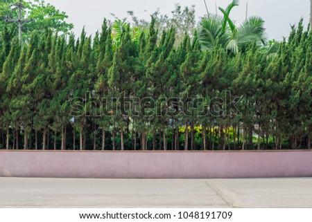 Scene Vertical tree background