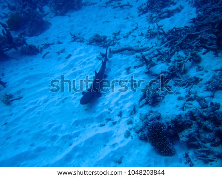 Shark swimming near corals