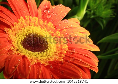 Closeup of a gerbera daisy with water droplets.