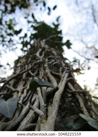 Mysterious interwoven branches curled over hidden tree trunk