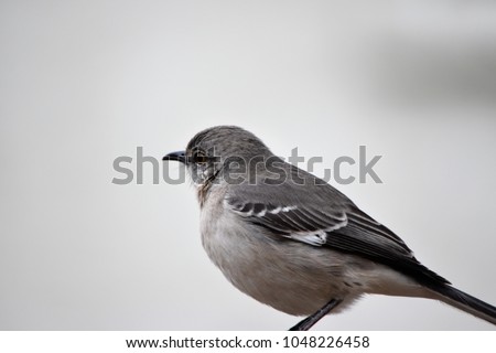 Northern mockingbird perched on a bird feeder