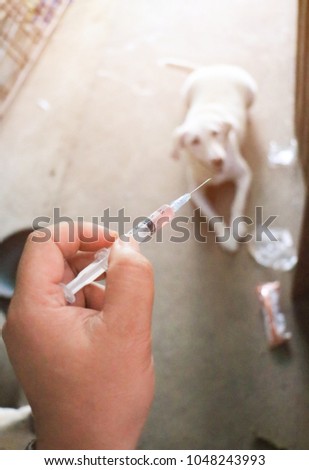 Rabies vaccine for dog at home.flim grain