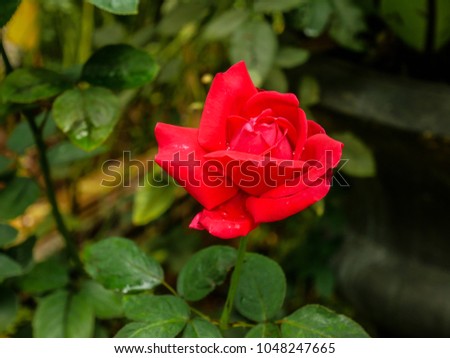 Th red rose in the dark green garden background.