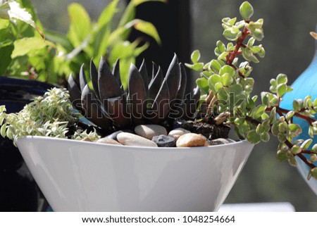 Succulent plant growing in container garden on sunny patio.