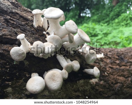 White mushroom on the moist with timber