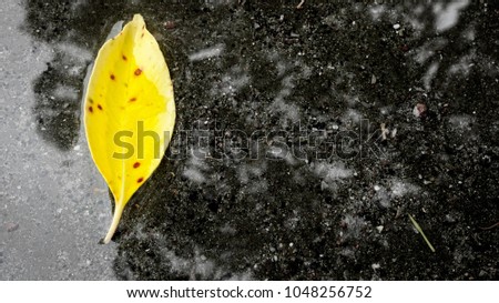 Yellow leaf in a shallow puddle of water