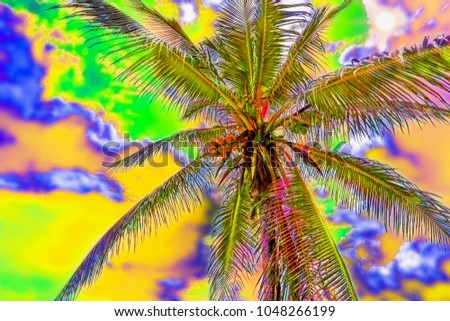 shoot from the bottom upwards to a tall, tropical, coconut palm with fruit, the sky with clouds