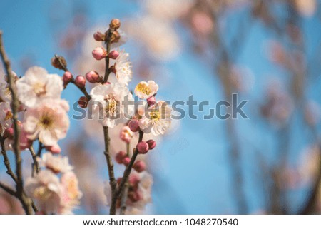 Beautiful Plum Blossoms Blooming in Spring