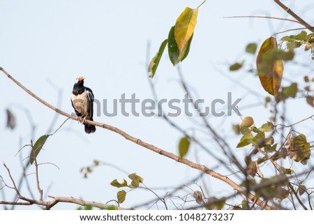 Bird on a branch