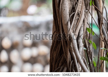 Brown wood root