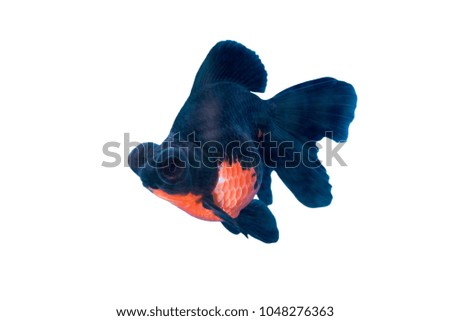 Blue and orange  goldfish isolated on white background
