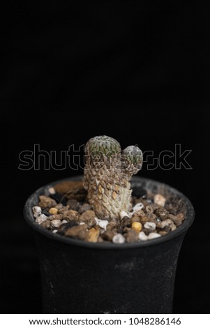 cactus in black pot on black