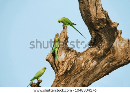 A parrots searching for new home at dead tree