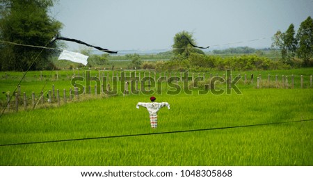 Scarecrow in the green rice field. Sakon Nakhon ,Thailand