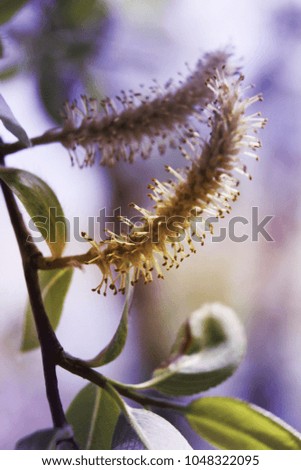Tree branch with green leaves. Yellow flowers on willow branches. 