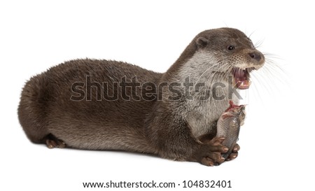 European Otter, Lutra lutra, 6 years old, lying and eating against white background