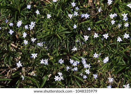 Beautiful petals "Spring starflower"