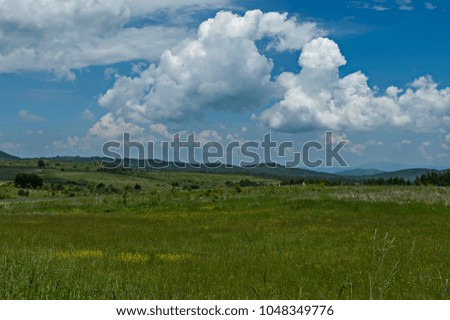 Majestic spring forest, fresh glade with different grass and blossom  wildflower, Plana mountain, Bulgaria  