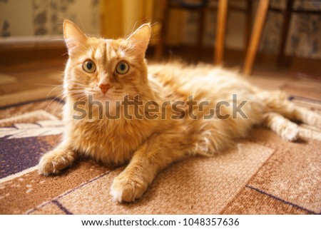 Close up Photo of Red Fluffy Tabby Male Cat with Green Eyes, Home Interior