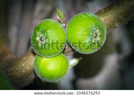 Ficus racemosa stock
