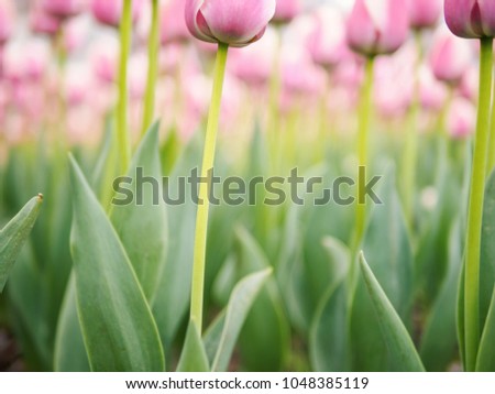 Spring flowers series, beautiful pink tulip in tulip field with blur background, low angle view.
