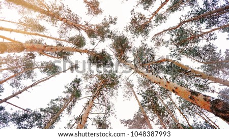 Pine trunks bottom view. Pine trees silhouettes bottom view. Winter forest landscape. Branches and trunks against sky. Frozen trees. Trees bottom view. sunny overlap