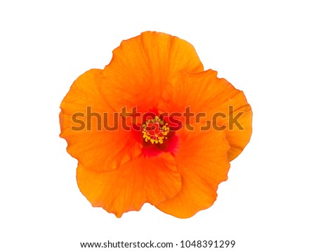 Beautiful orange hibiscus flower isolated on white background with cliipping path.