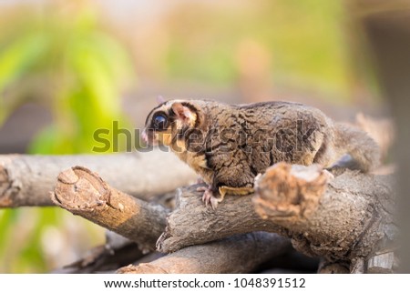 Sugar glider catch on timber in the forest. Looking for natural feed in natural. It ‘scute and flyable. Soft focus and blur. (Petaurus breviceps)