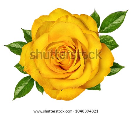 Yellow roses isolated on white background