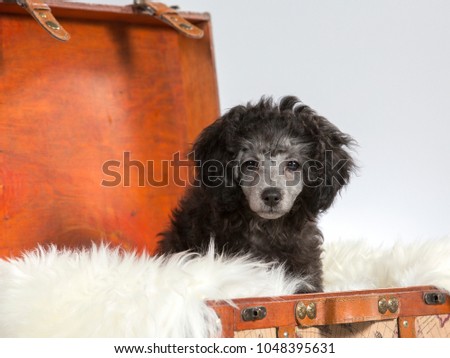 Funny dog picture. Poodle is sitting in a wooden suitcase. Image taken in a studio.