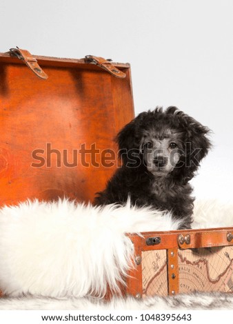 Funny dog picture. Poodle is sitting in a wooden suitcase. Image taken in a studio.