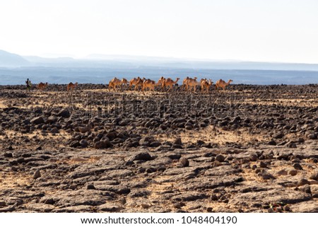 in  danakil ethiopia  africa  in the land of afar the rock desert and the camels caravan in the empty space