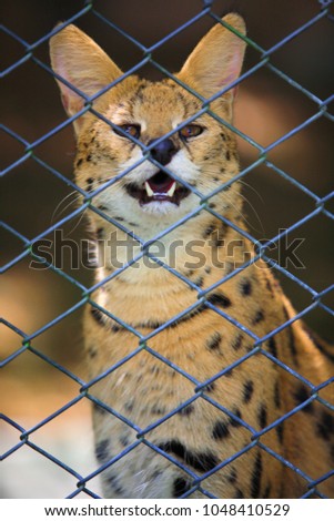 Hyena in cage

