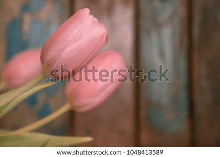 Pink Tulips (Tulipa) - beautiful flowers for the spa and as an Easter greeting
