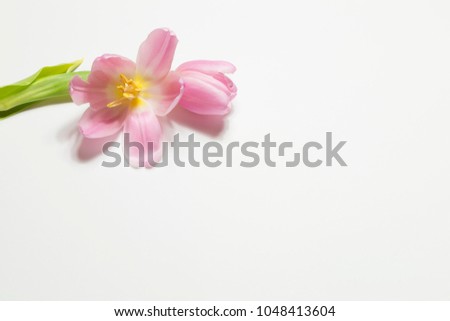 Pink Tulips (Tulipa) - free flowers for the spa and as an Easter greeting