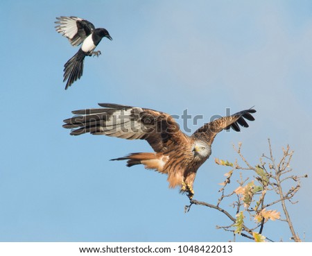 Magpie harassing a red kite perched on a tree. Wildlife scene predator vs scavenger. Spain.