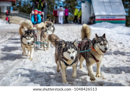Husky dogs are pulling sledge at sunny winter forest