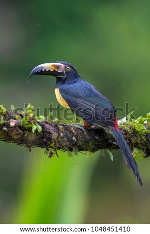 Collared Aracari - Pteroglossus torquatus, beautiful colorful toucan from Costa Rica forest.