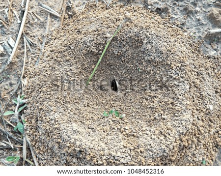 Background of ants nest in the garden.