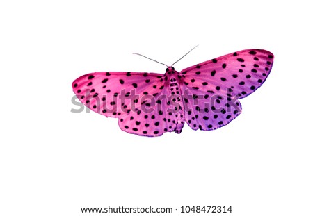 Butterfly,Beautiful  butterflies , isolated on white background.