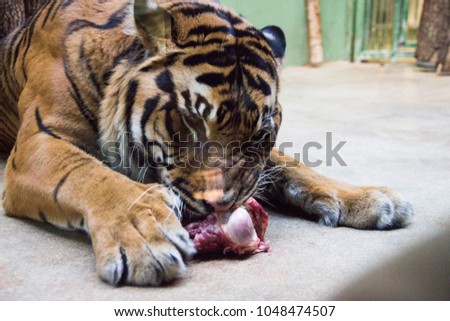 Tiger eating meat. Beautiful amur tiger eating piece of meat.