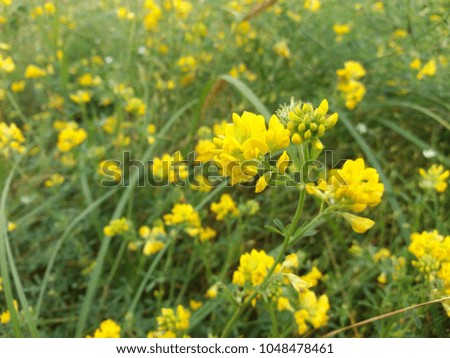 Wild meadow full of yellow medick or burclover.