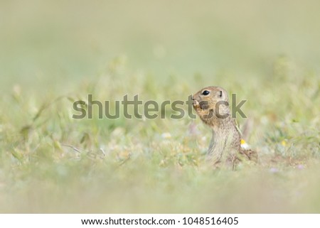 Cute European ground squirrel standing and eating on a field of green grass, Spermophilus citellus, Dobrogea, Romania