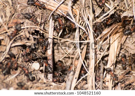 Formica rufa anthill, red wood ant anthill composition