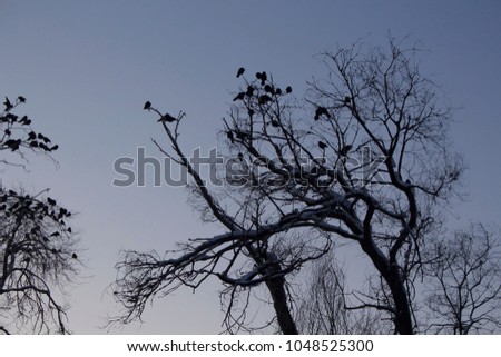 Crows on branches against the sky.