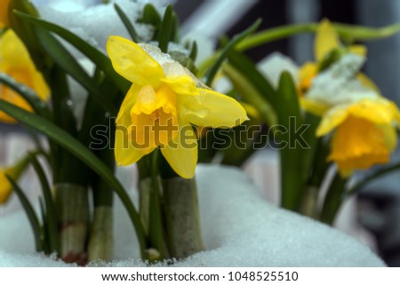 Narciss Narzissen Schnee snow flora yellow